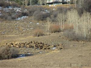 Elk herd